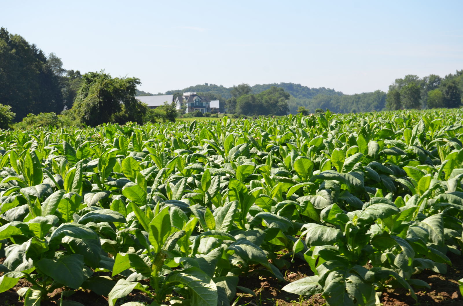 今さら聞けない有機野菜と無農薬野菜の違い。飲食店への導入メリットとは？